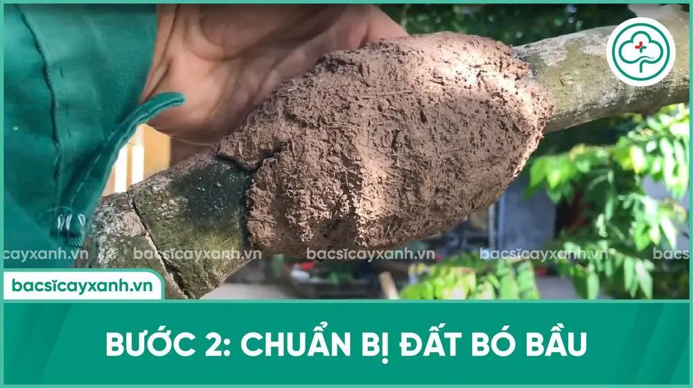 Chuẩn bị bó bầu mít